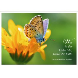 Postkarte - Schmetterling